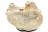 Fossil Spinosaurus Cervical Vertebra Centrum - Morocco #360969-2